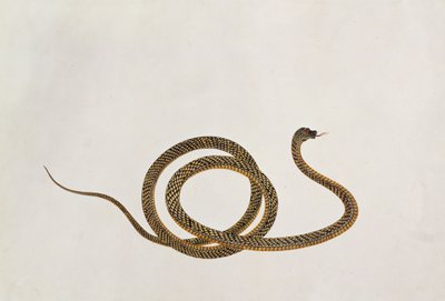 Oolur, aus Zeichnungen von Tieren, Insekten und Reptilien aus Malakka, ca. 1805-18 von Chinese School